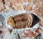 Ductina vietnamica (MAKSIMOVA 1965) - Bild © FossNet FossilienStore